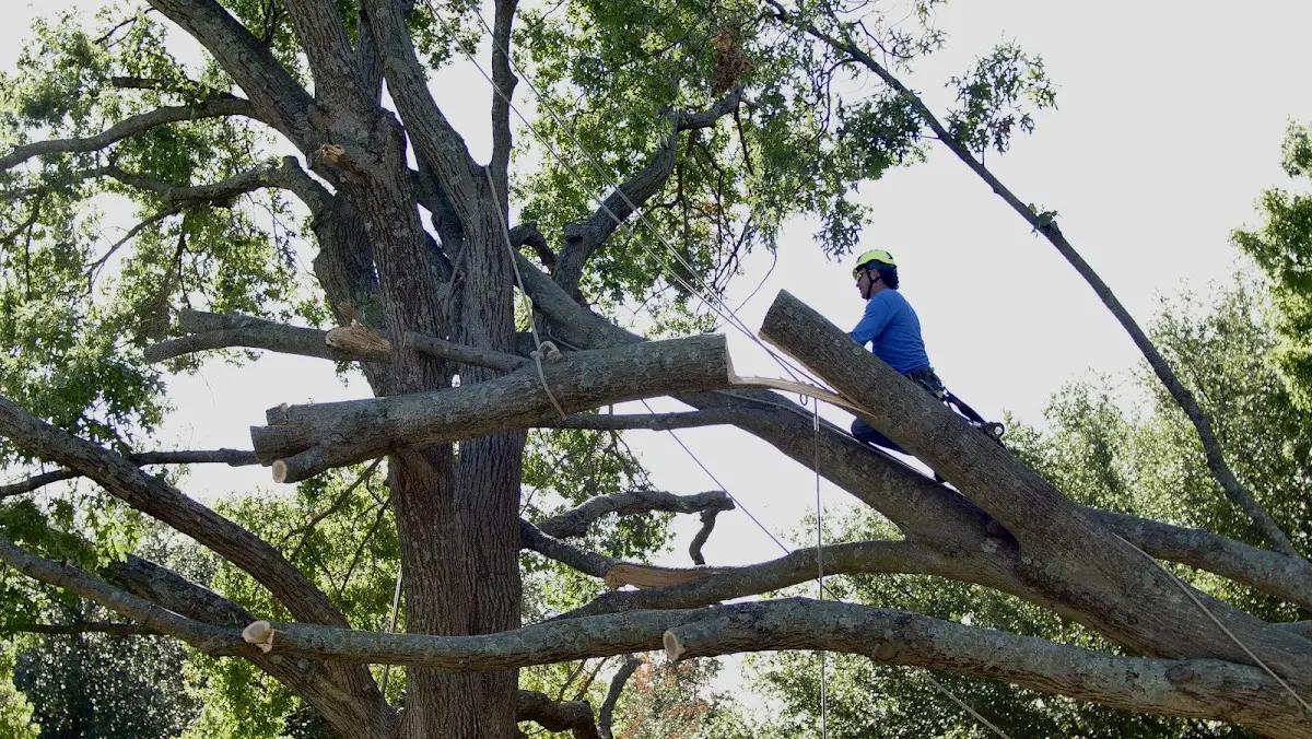 Professional Crown Thinning performed by certified arborists in West Union