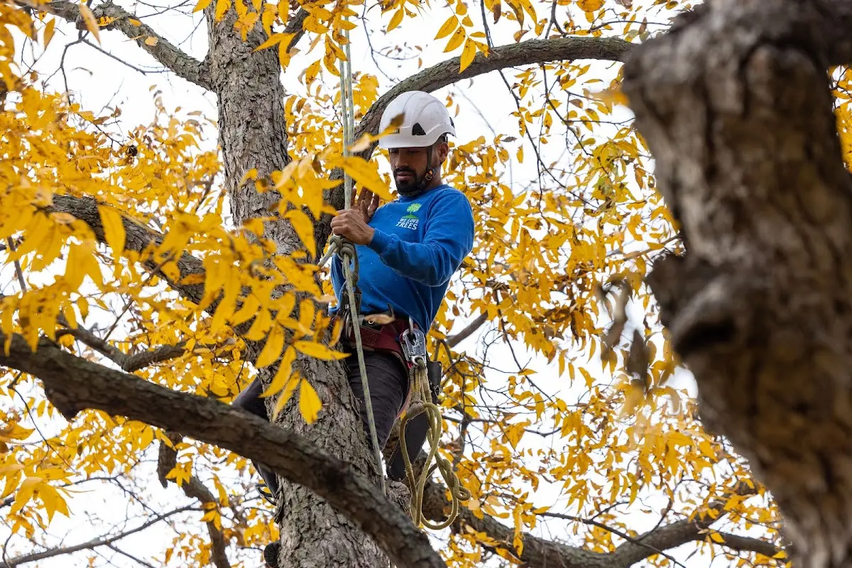 Skilled Dead Tree Removal crew working in West Union